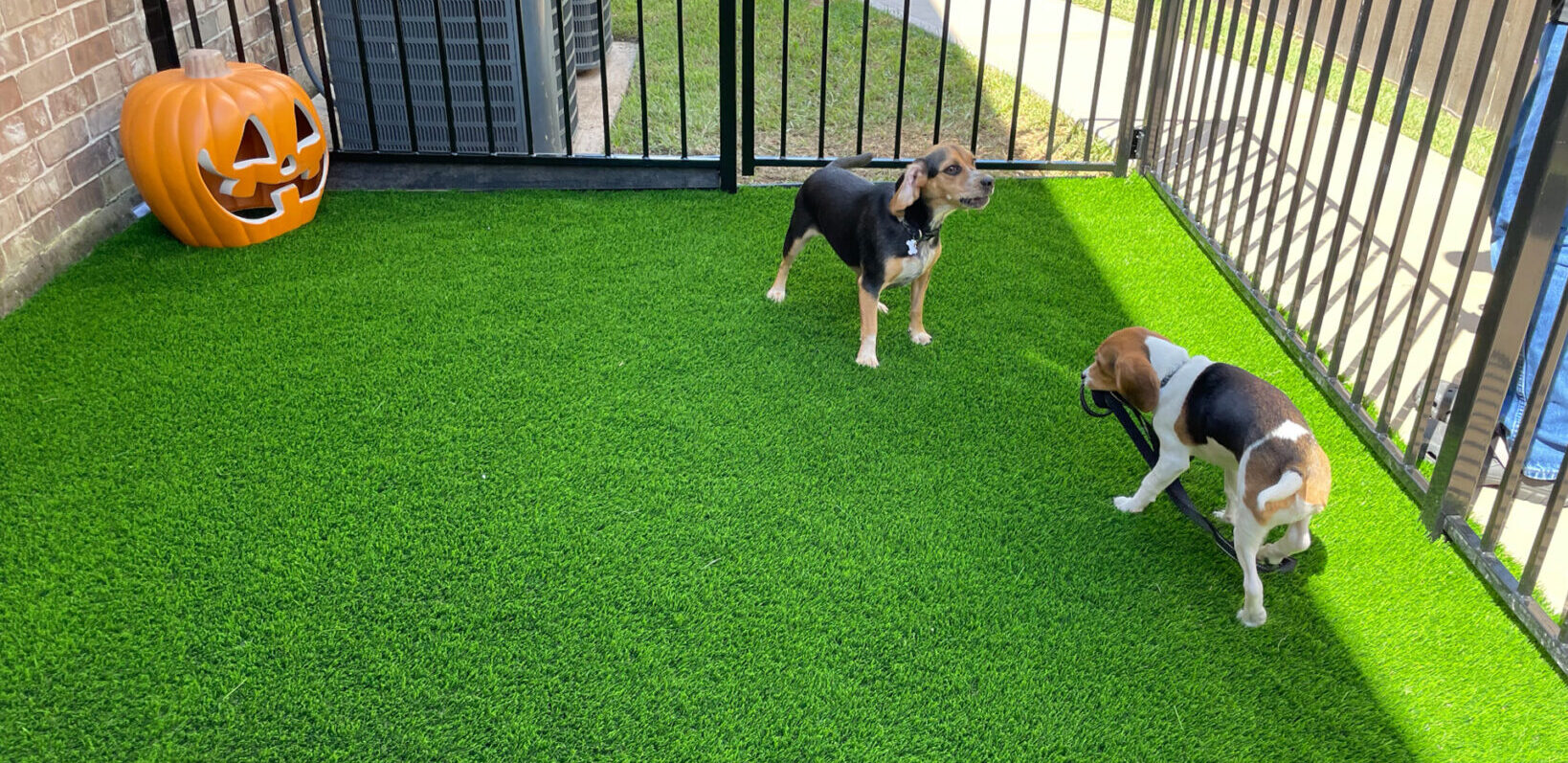 Read more about the article The Benefits of Pet-Friendly Turf: A Green andLow-Maintenance Solution for Pet Lovers