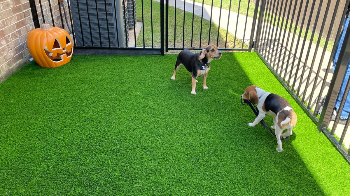 Pet-Friendly-Artificial-Turf